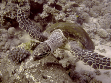 underwater naturalist padi scuba course